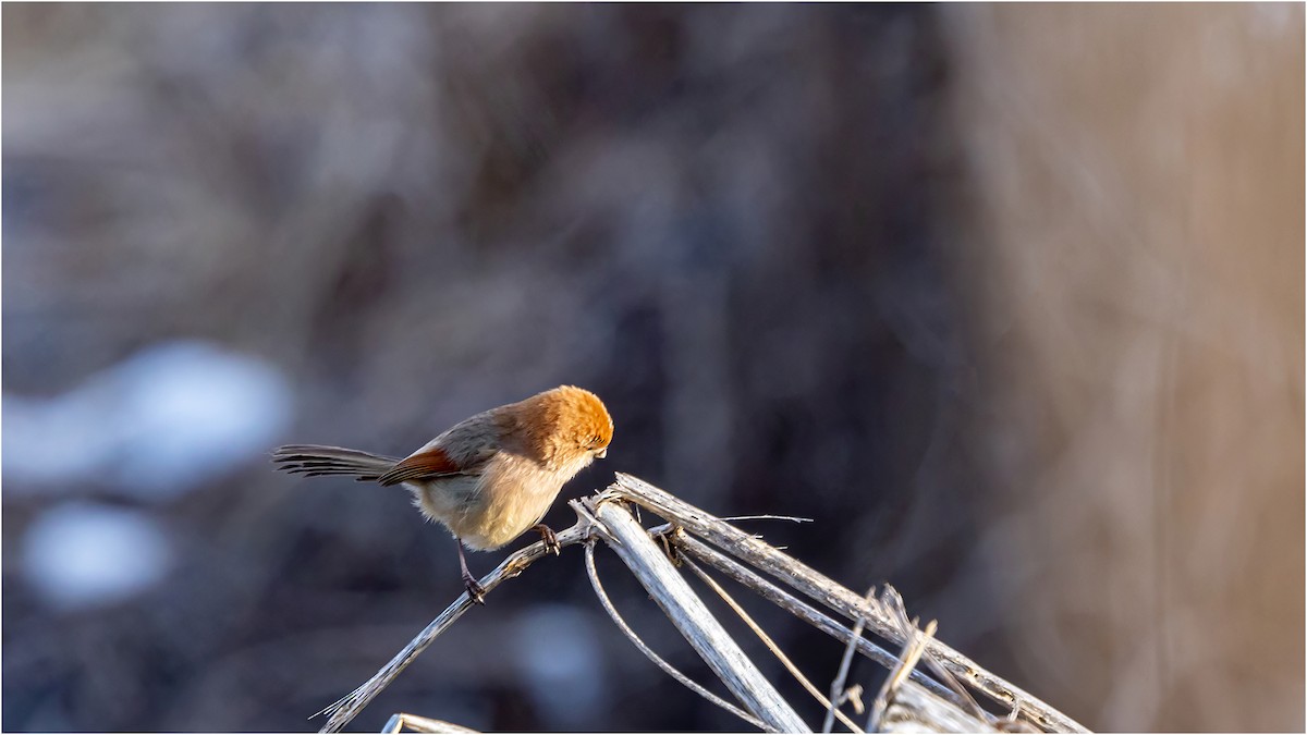 Vinous-throated Parrotbill - 대준 유