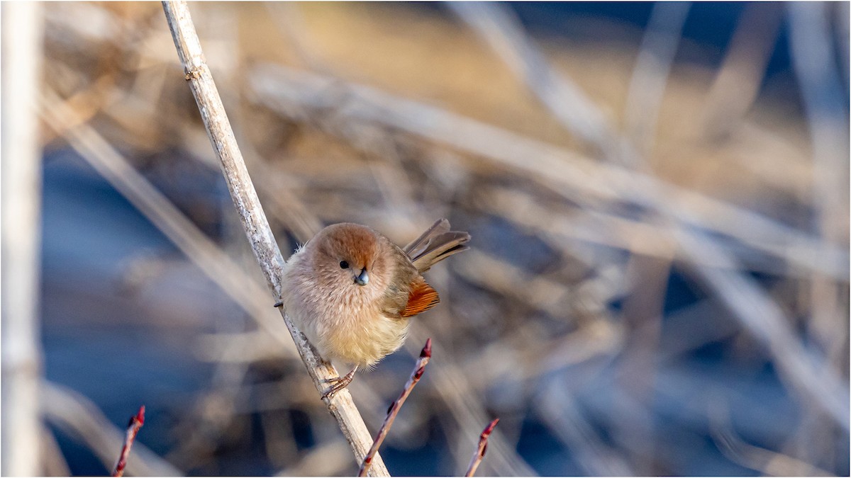 Vinous-throated Parrotbill - 대준 유