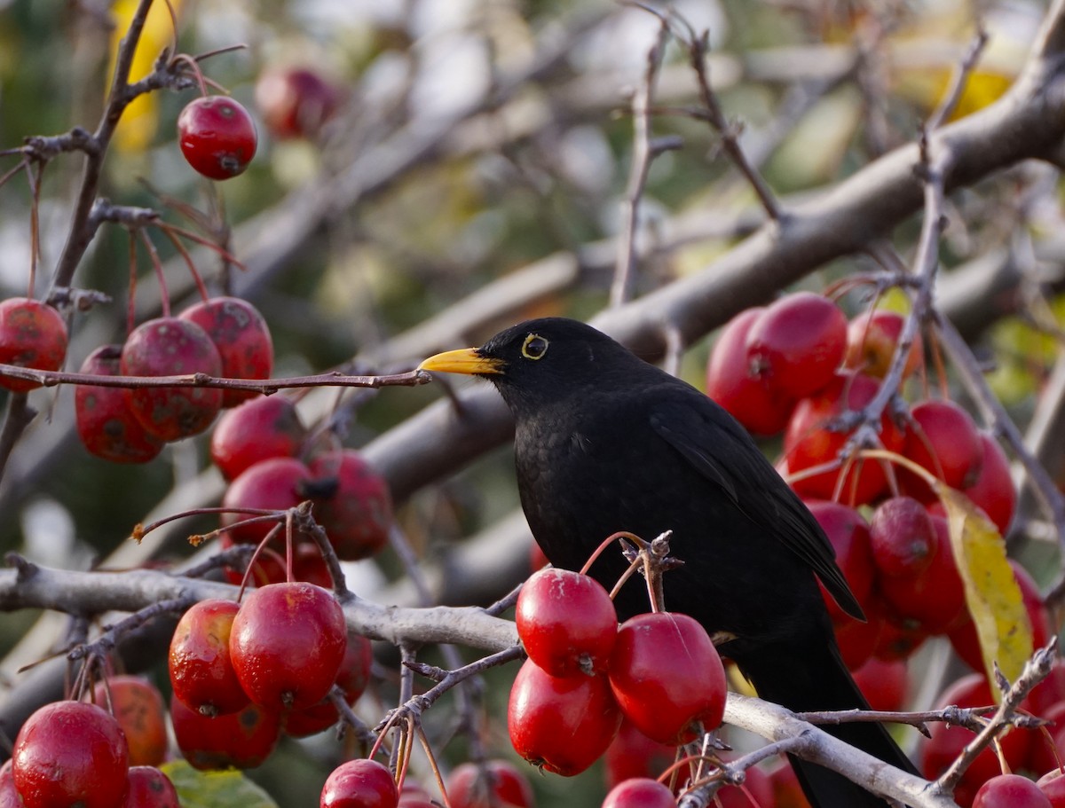 Eurasian Blackbird - Ulises Cabrera Miranda