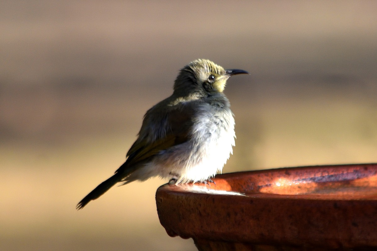 Brown Honeyeater - ML619073445