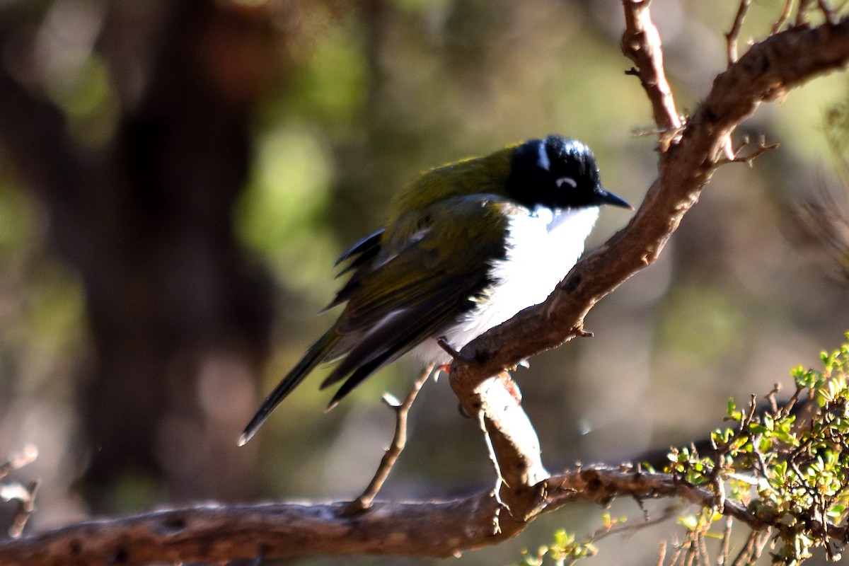 Gilbert's Honeyeater - ML619073447