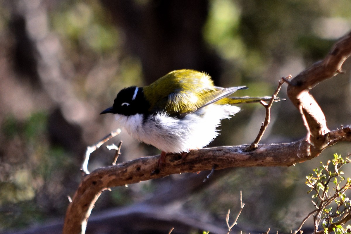 Gilbert's Honeyeater - ML619073448