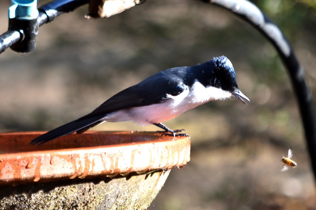 Restless Flycatcher - ML619073452