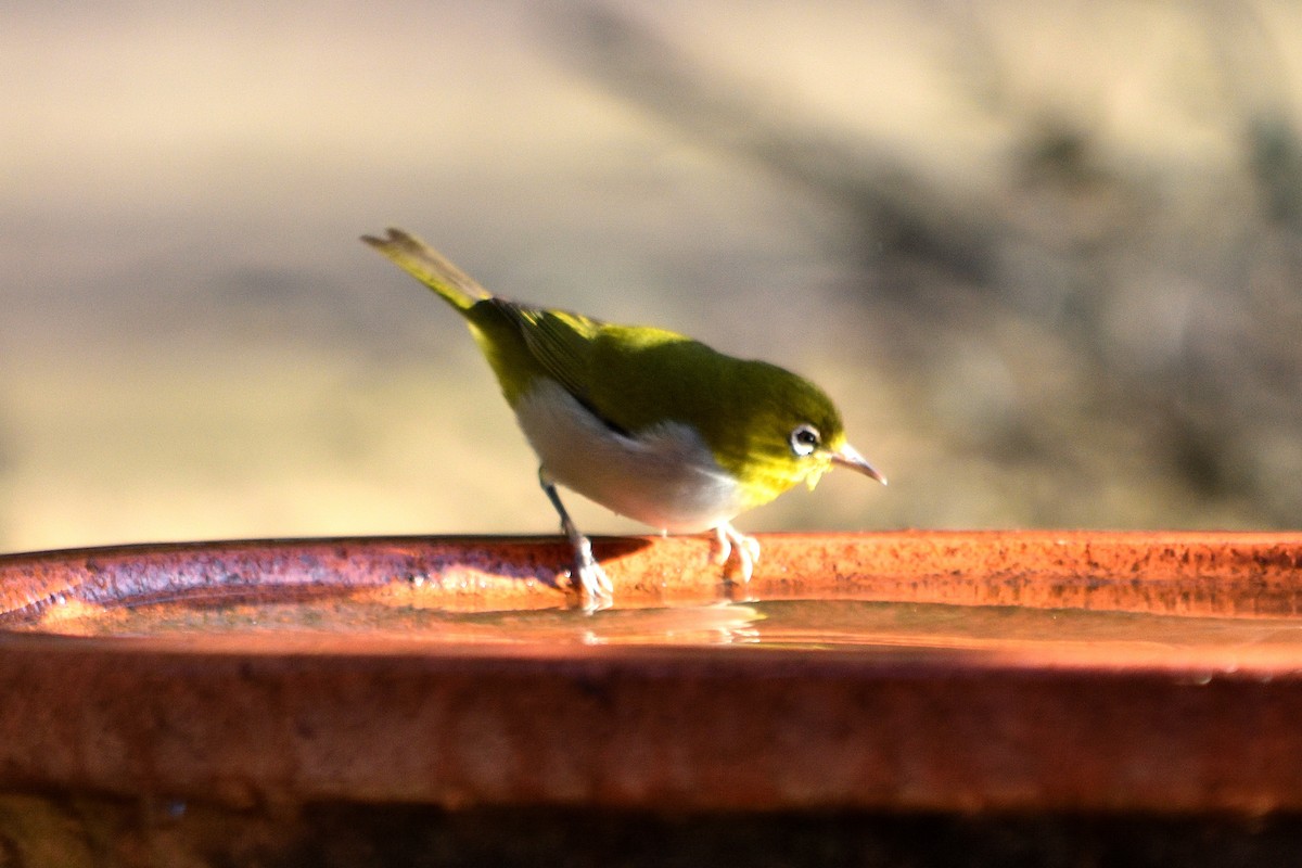 Silvereye - ML619073455