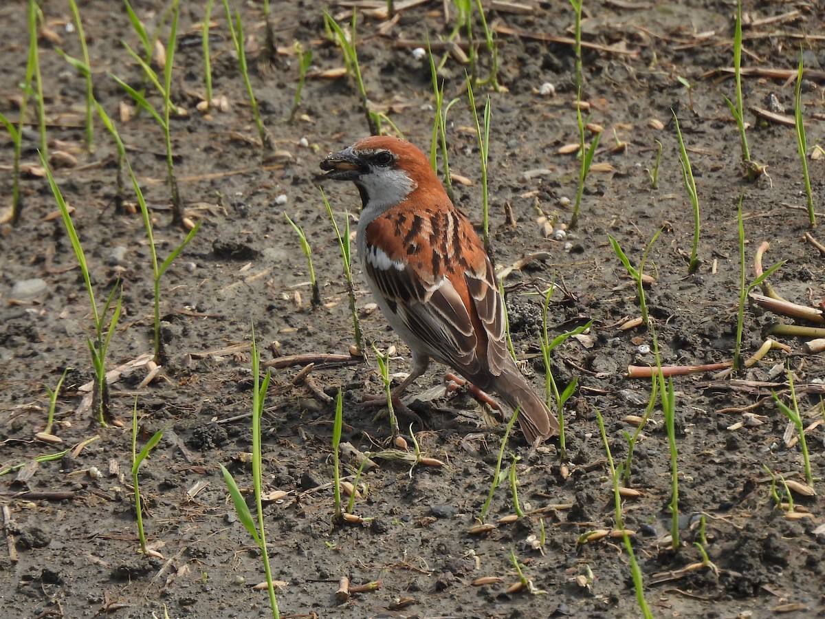 Russet Sparrow - Tuck Hong Tang