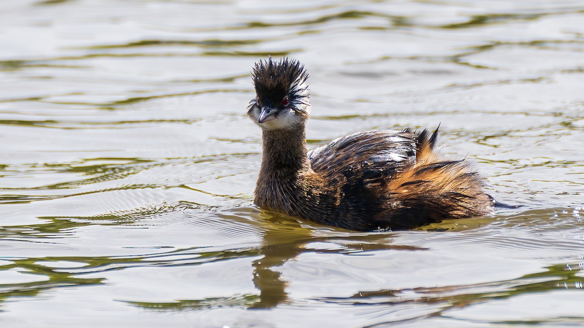 White-tufted Grebe - ML619073459