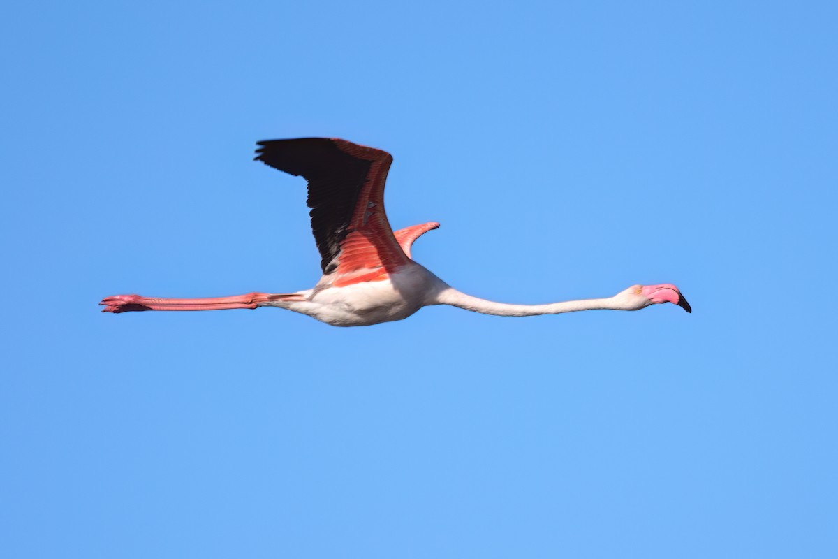 Greater Flamingo - Kadhiravan Balasubramanian