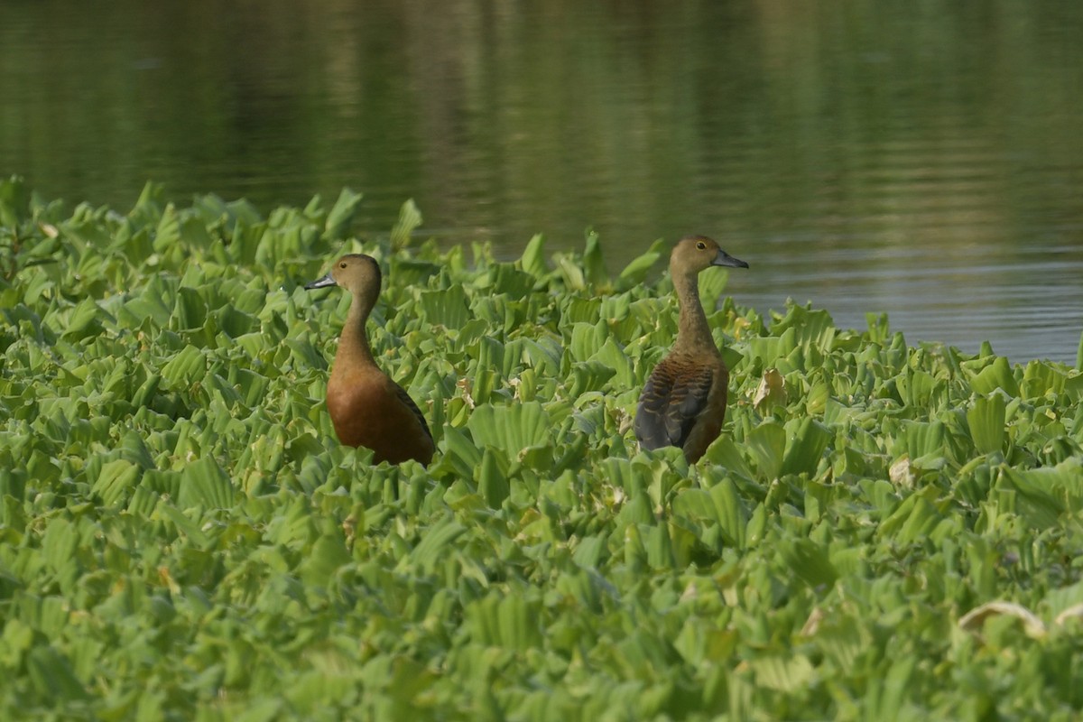 Lesser Whistling-Duck - Supaporn Teamwong