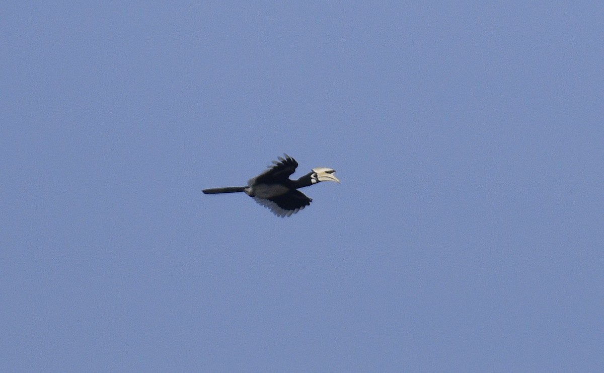 Oriental Pied-Hornbill - Chitra Shanker