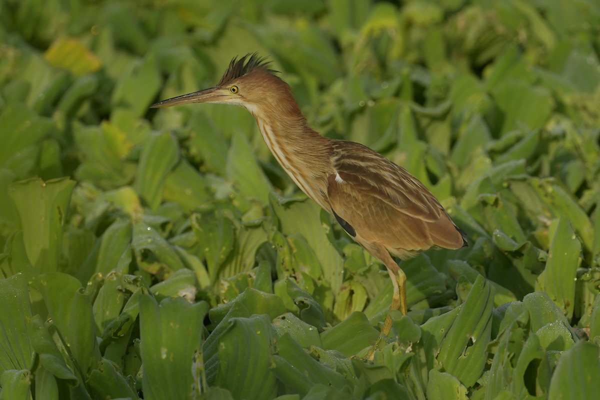 Yellow Bittern - ML619073518