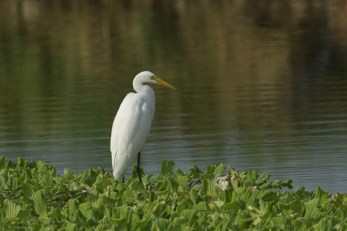 Medium Egret - ML619073526