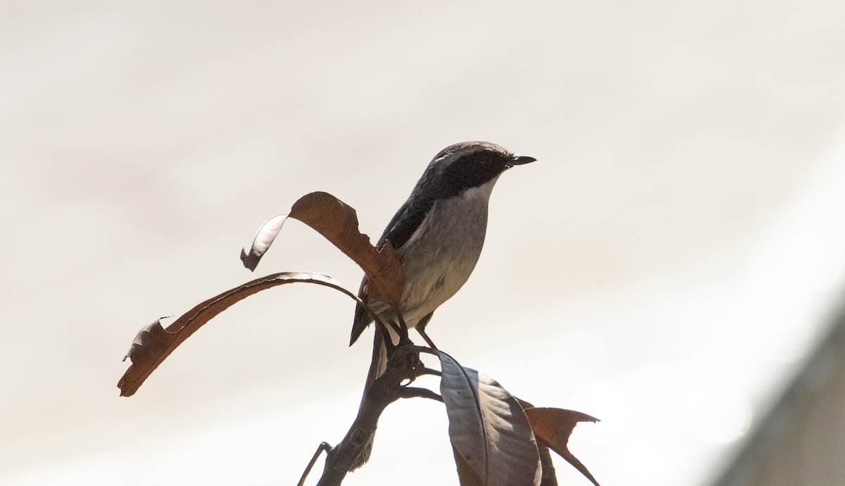 Gray Bushchat - ML619073546