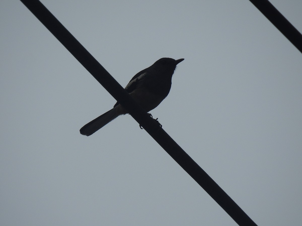 Oriental Magpie-Robin - Hu Hu