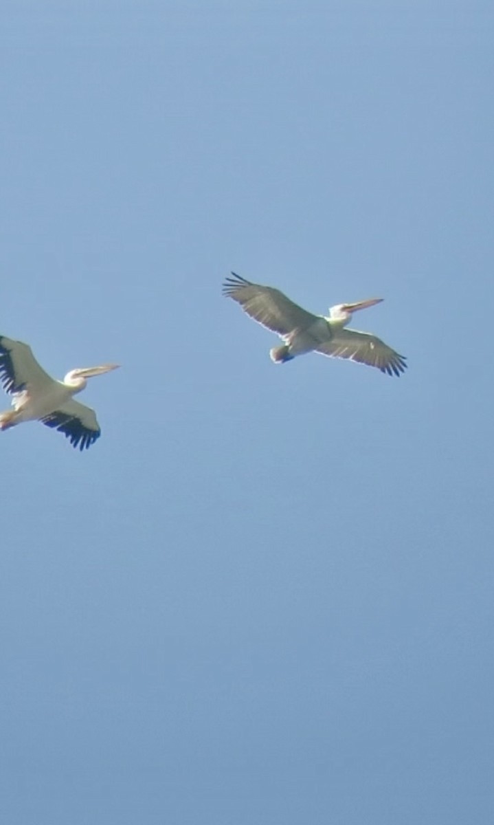 pelikán kadeřavý - ML619073555