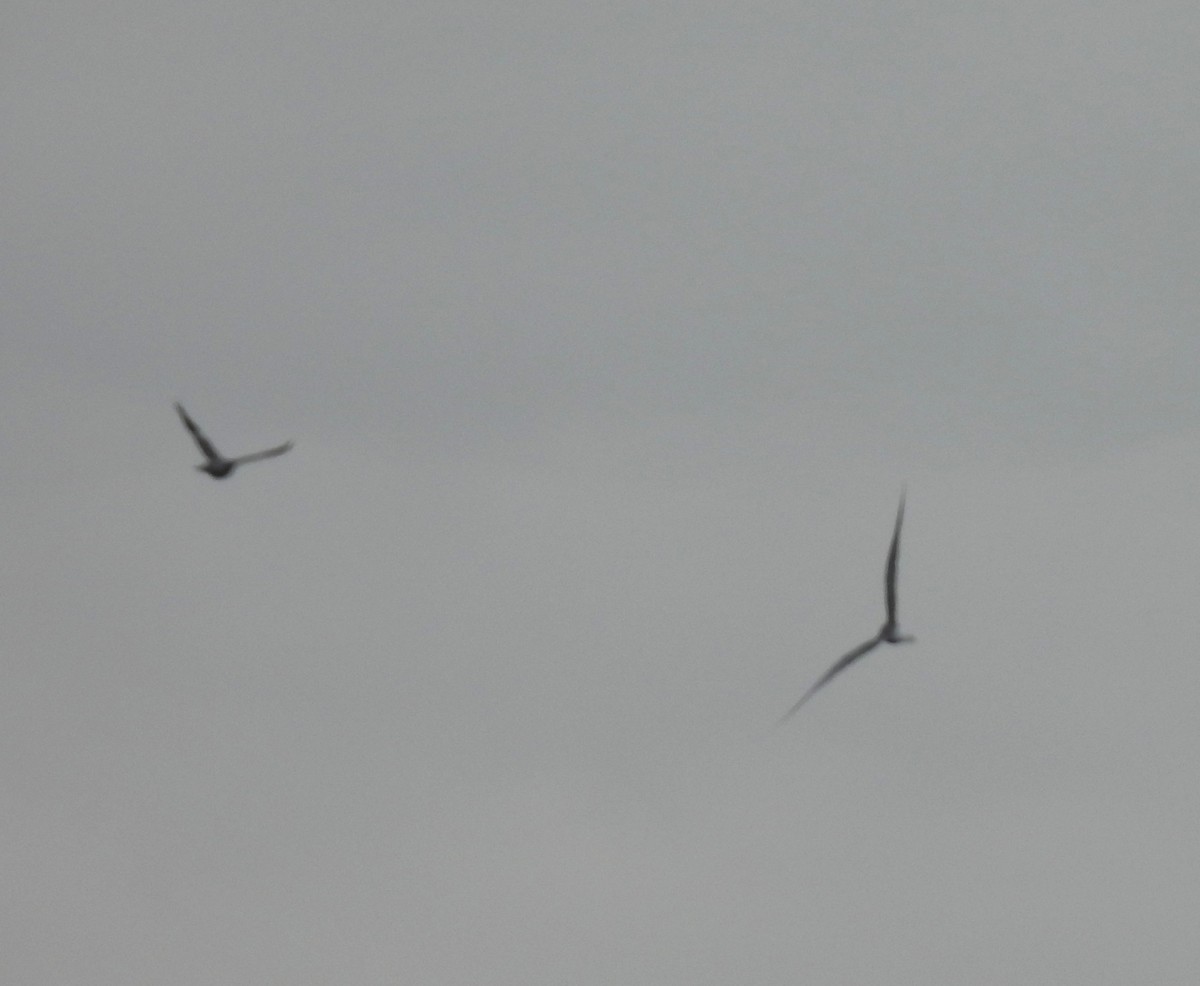 Common Tern - Paul Stewart