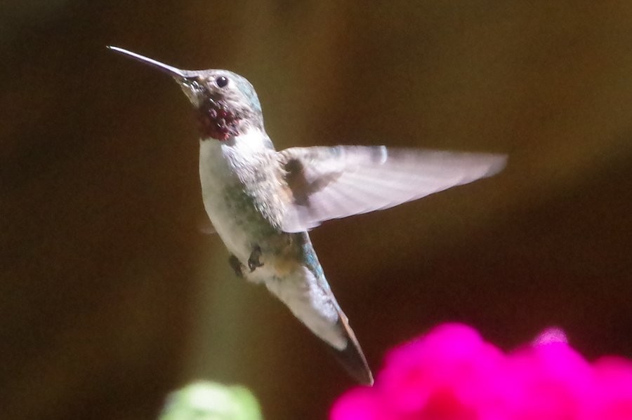 Broad-tailed Hummingbird - Pat Goltz
