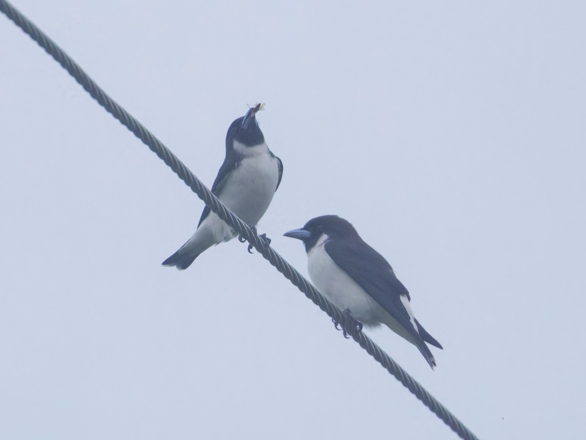 Fiji Woodswallow - Angus Wilson