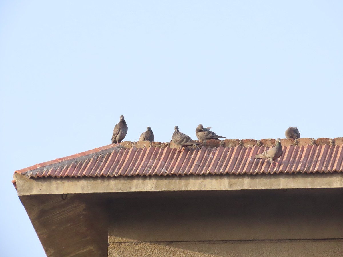 Rock Pigeon (Feral Pigeon) - Shilpa Gadgil