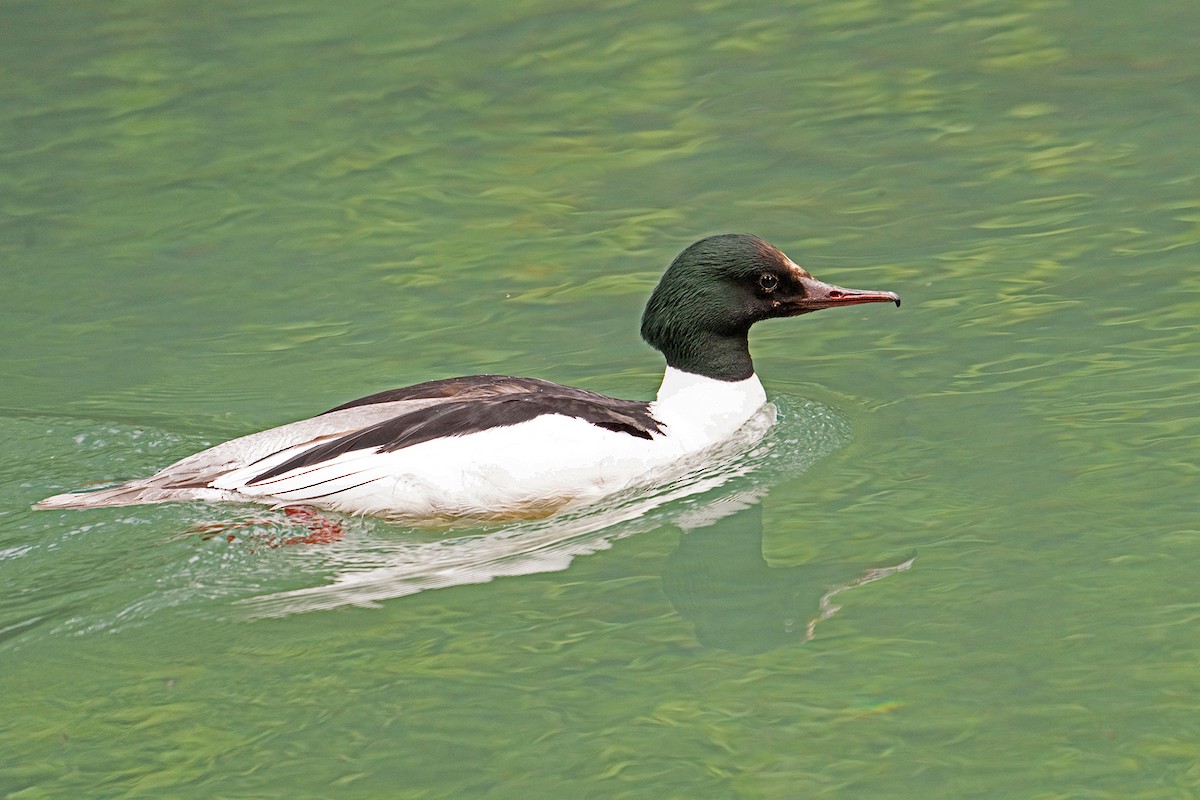 Common Merganser - Premala Arulampalam