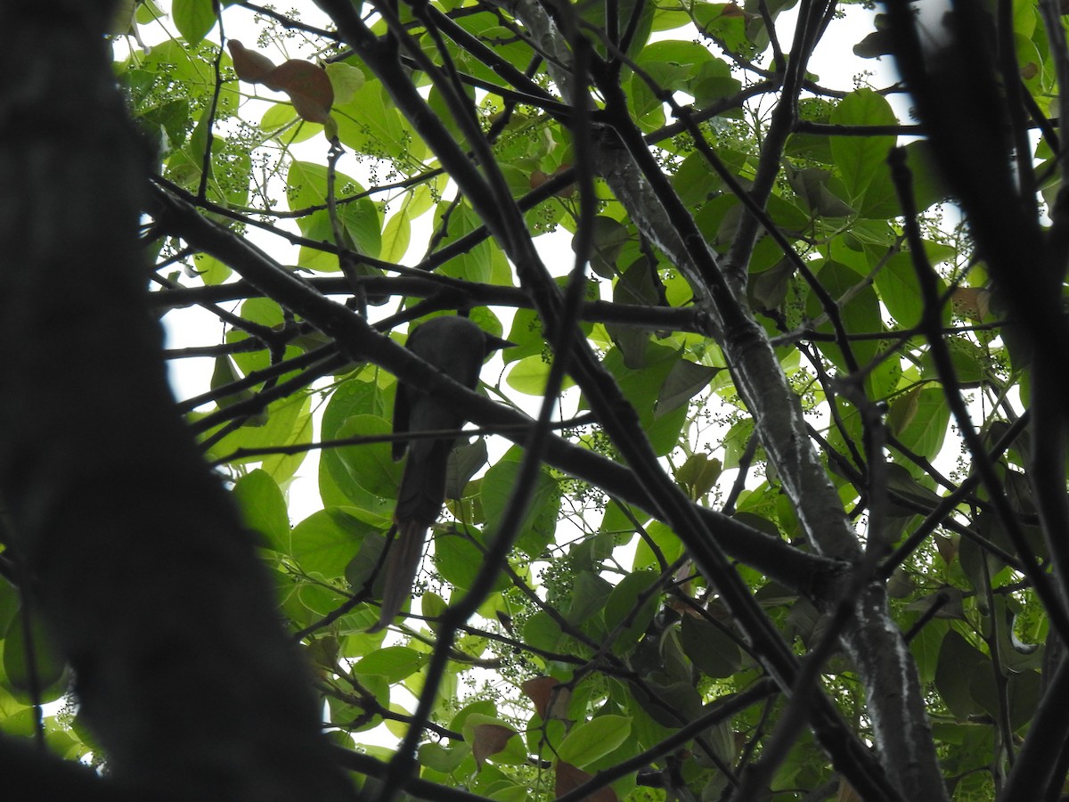 Amur Paradise-Flycatcher - Hu Hu