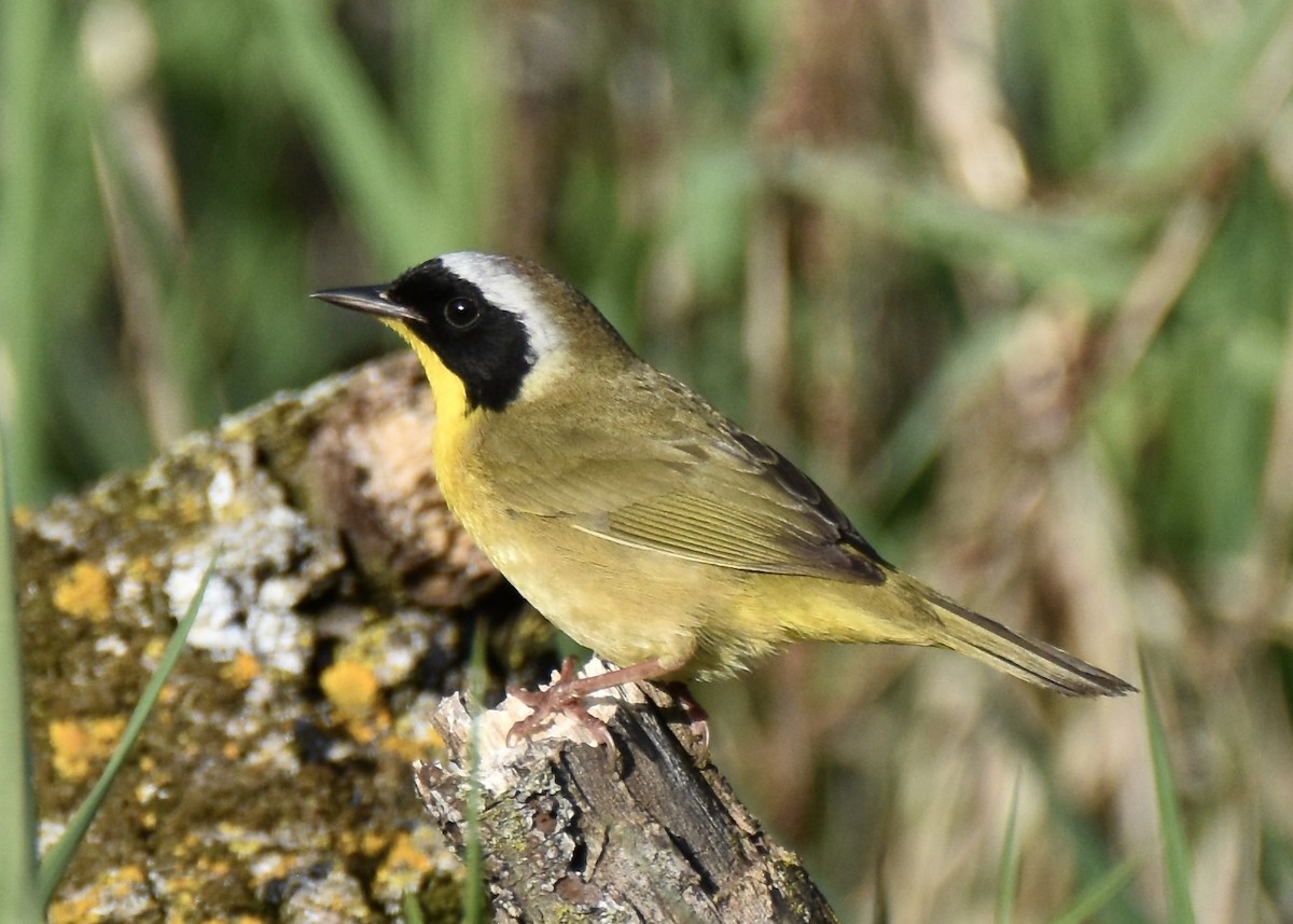 Common Yellowthroat - Juniper F