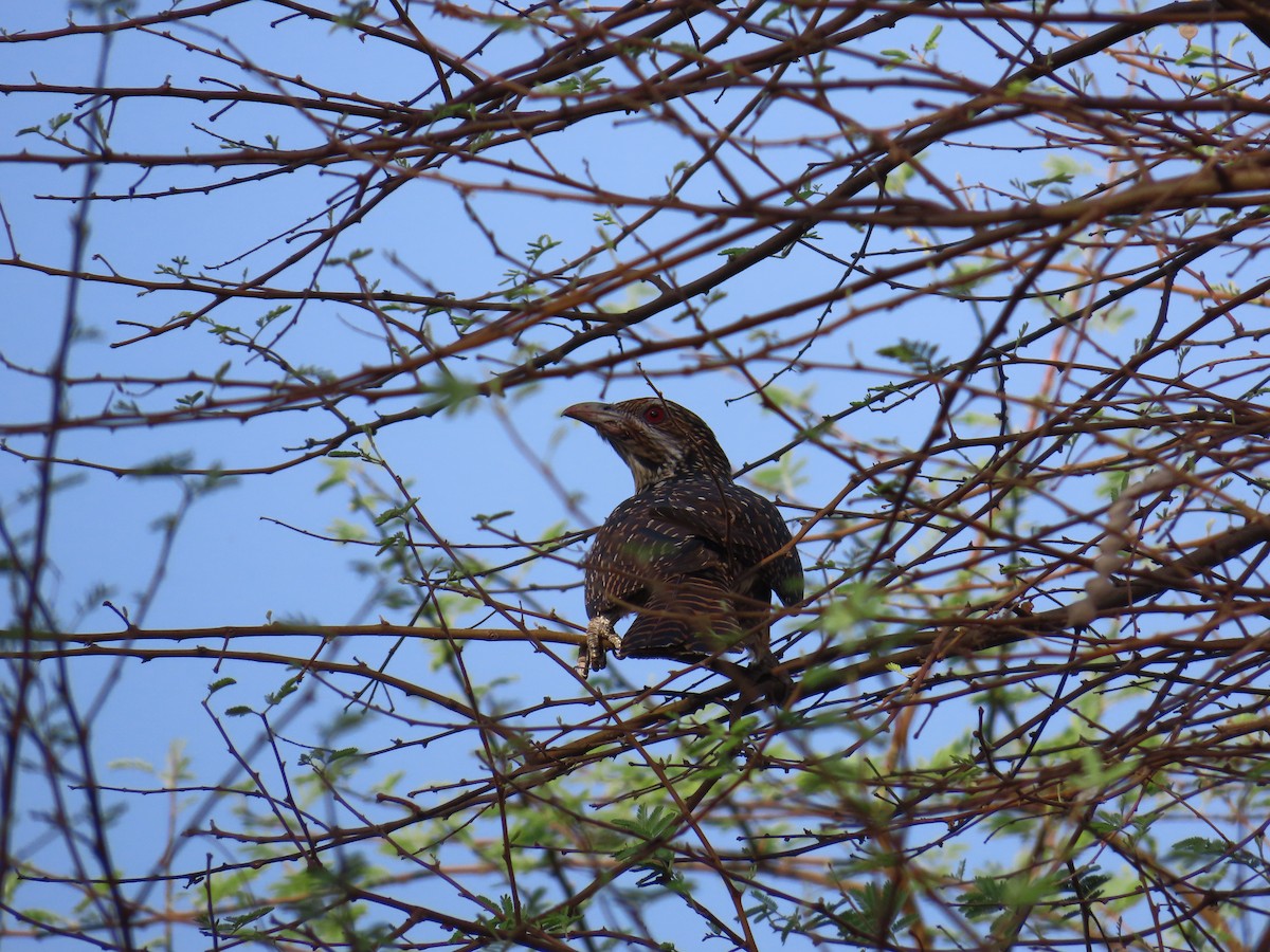 Asian Koel - Shilpa Gadgil