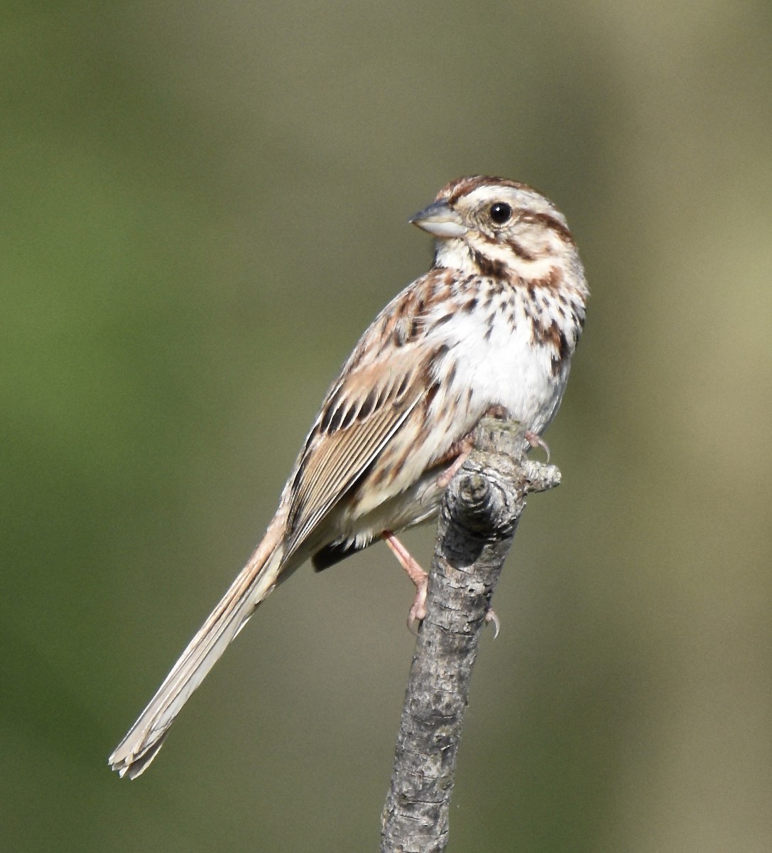 Song Sparrow - Juniper F