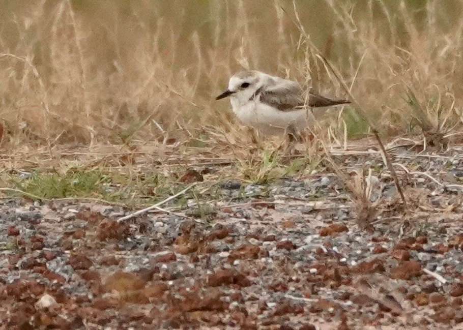 White-faced Plover - paul griffin