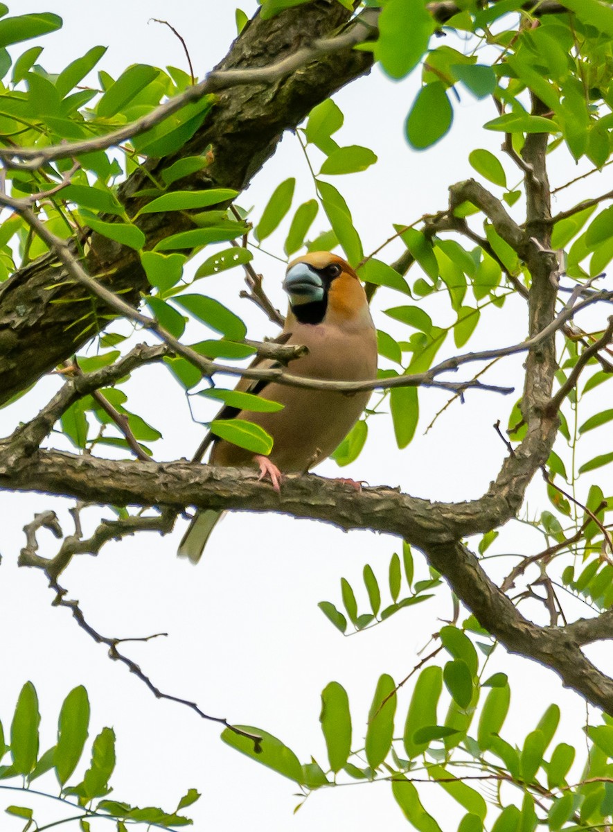 Hawfinch - Boris Okanović