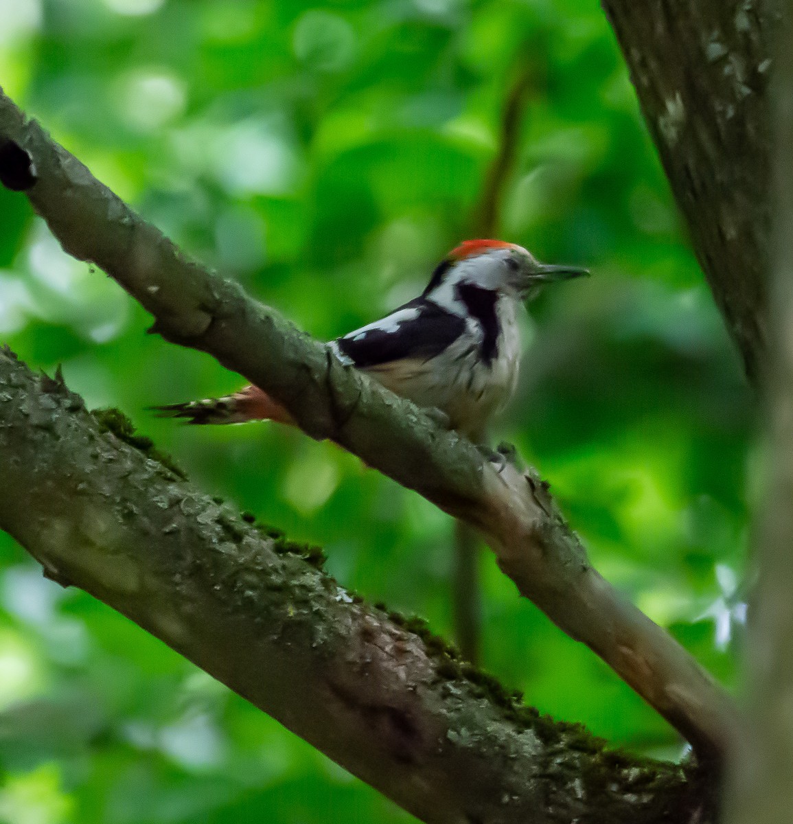 Middle Spotted Woodpecker - Boris Okanović