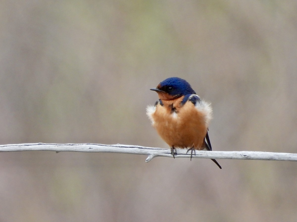 Barn Swallow - ML619073664