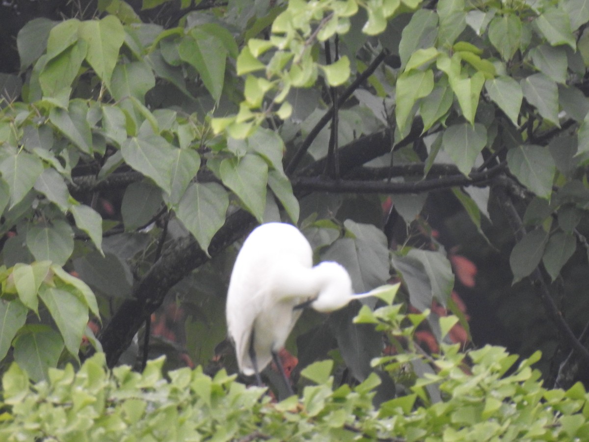 Little Egret - Hu Hu