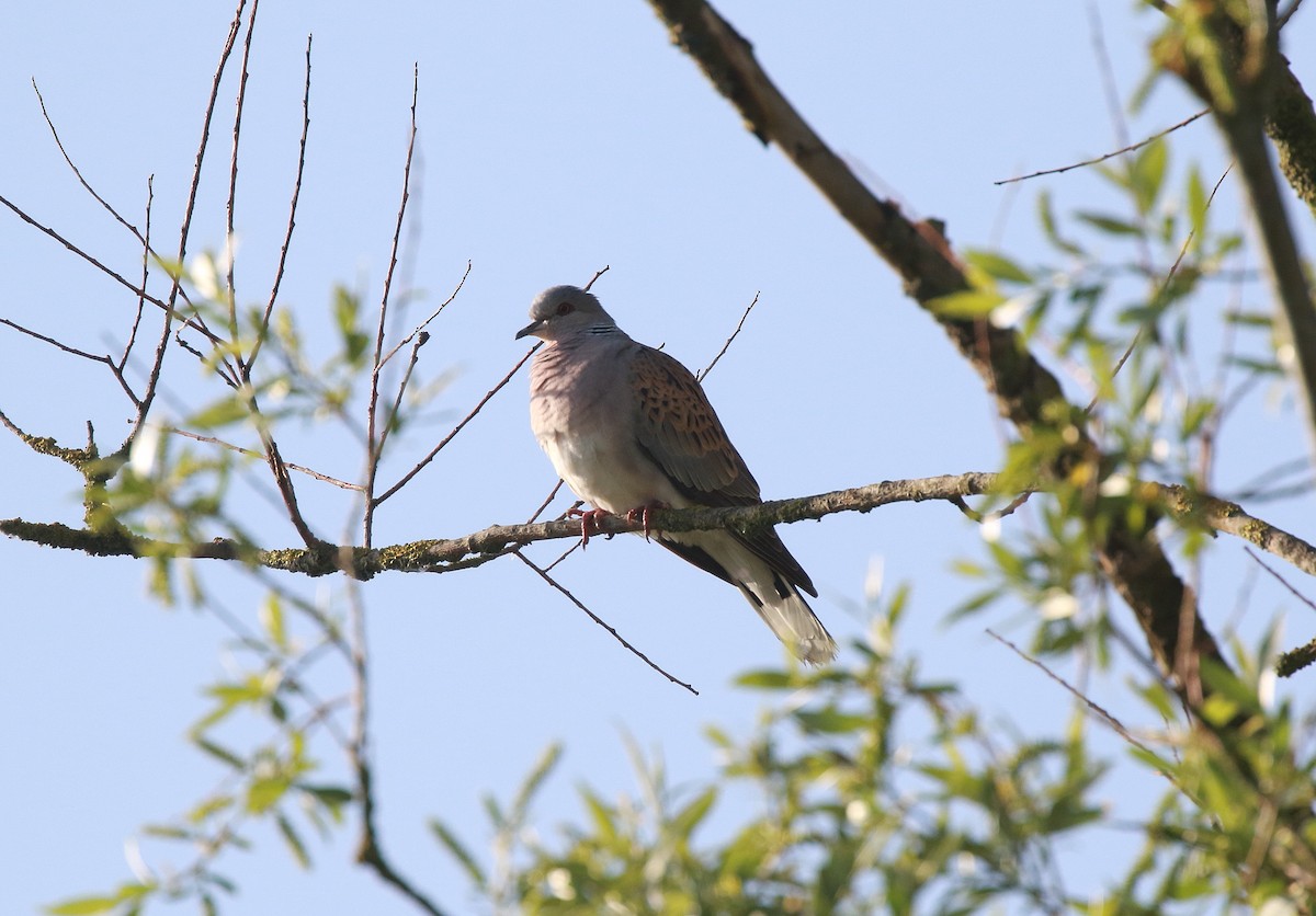 European Turtle-Dove - ML619073666