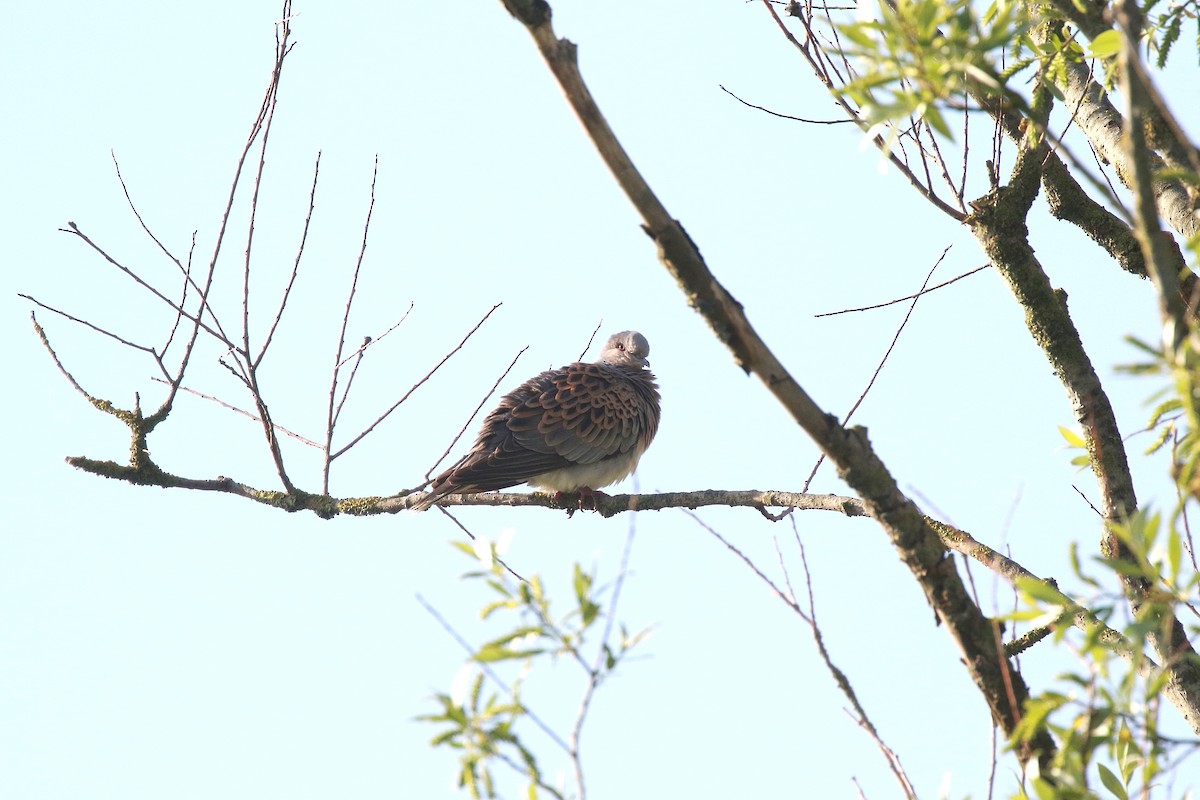 European Turtle-Dove - Neil Osborne