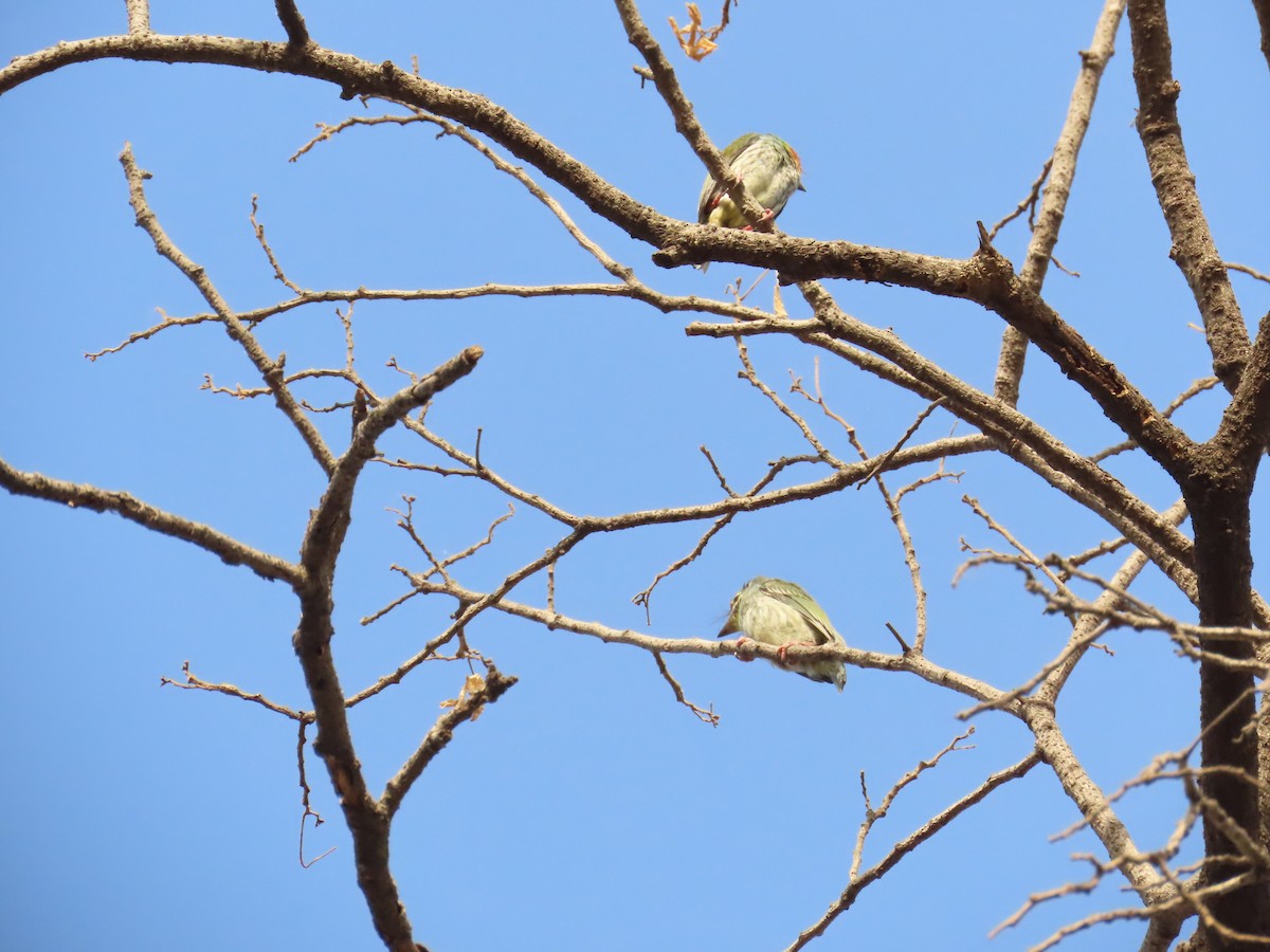 Coppersmith Barbet - Shilpa Gadgil