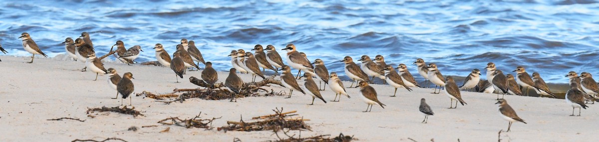 Double-banded Plover - Robert Anderson