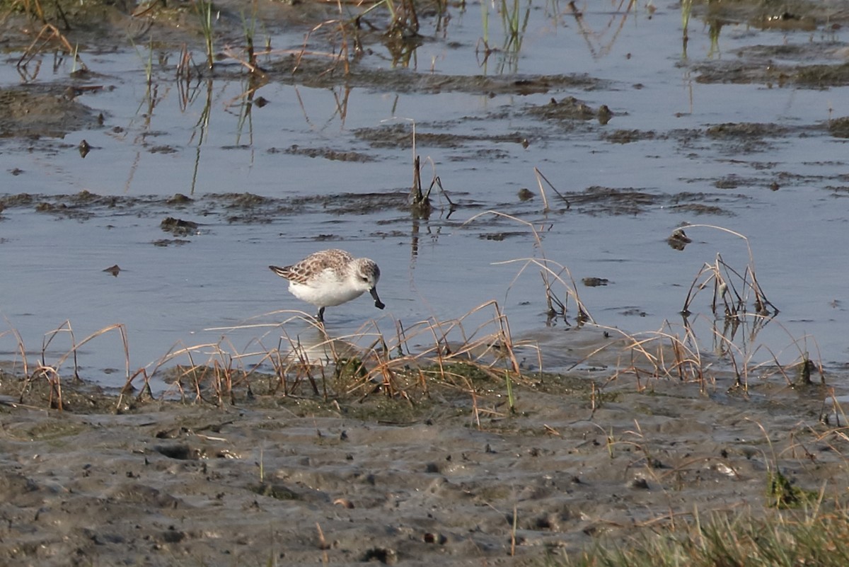 Spoon-billed Sandpiper - 仲志 羅