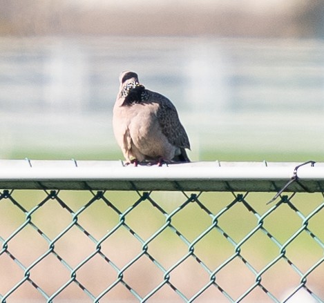 Spotted Dove - ML619073696
