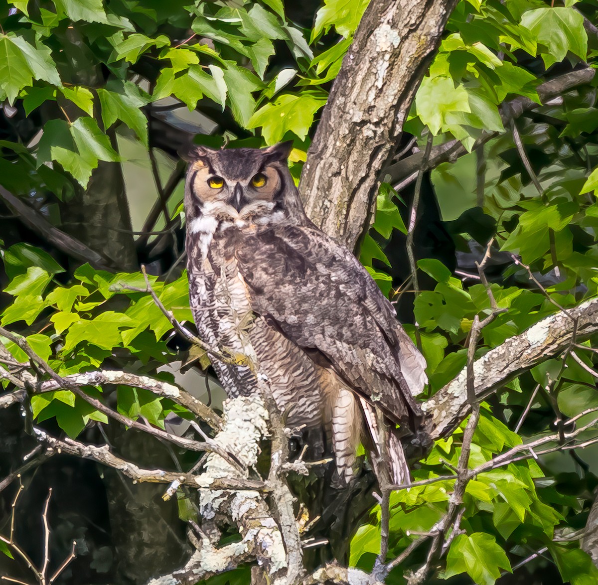 Great Horned Owl - ML619073703