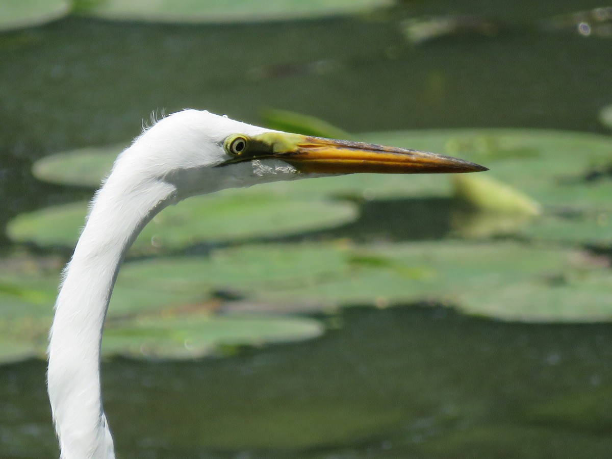 Great Egret - Amy Didion
