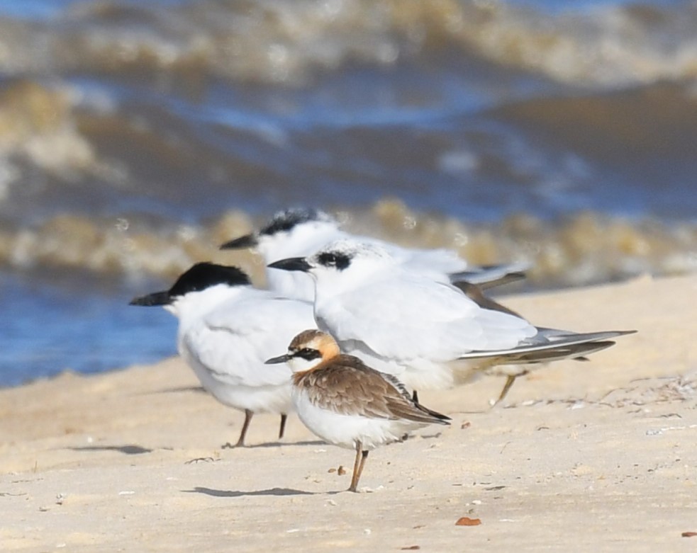 Greater Sand-Plover - Robert Anderson