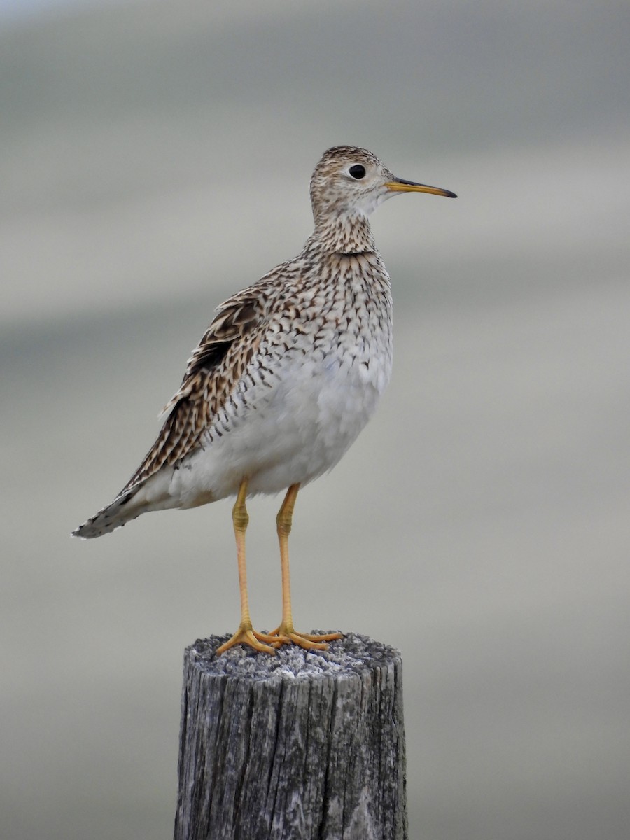 Upland Sandpiper - Jeffrey Olsson