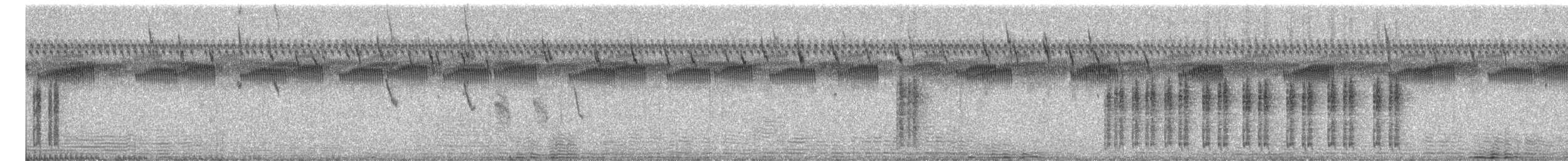 ハジロオーストラリアムシクイ（leuconotus） - ML619073720