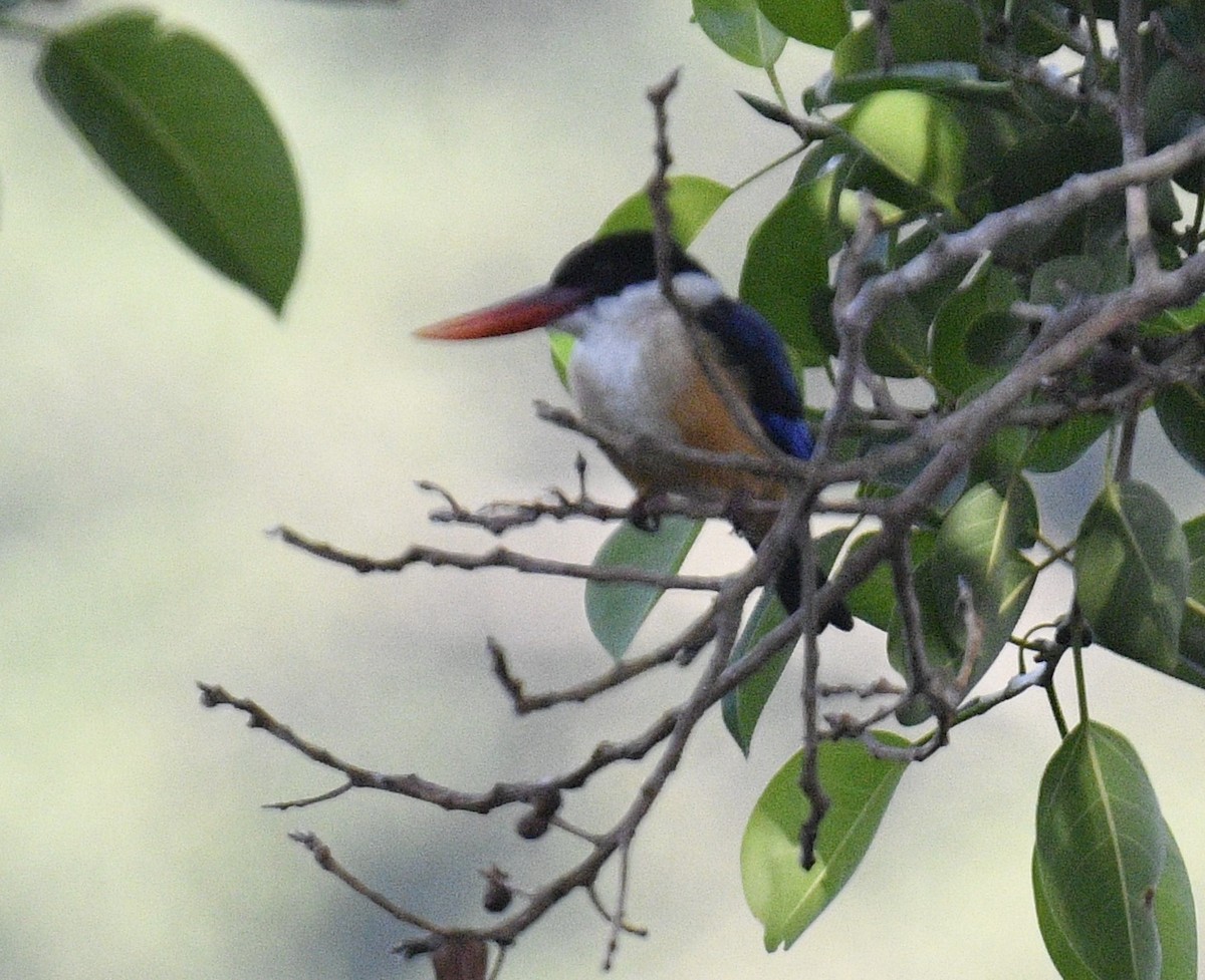 Black-capped Kingfisher - Chitra Shanker
