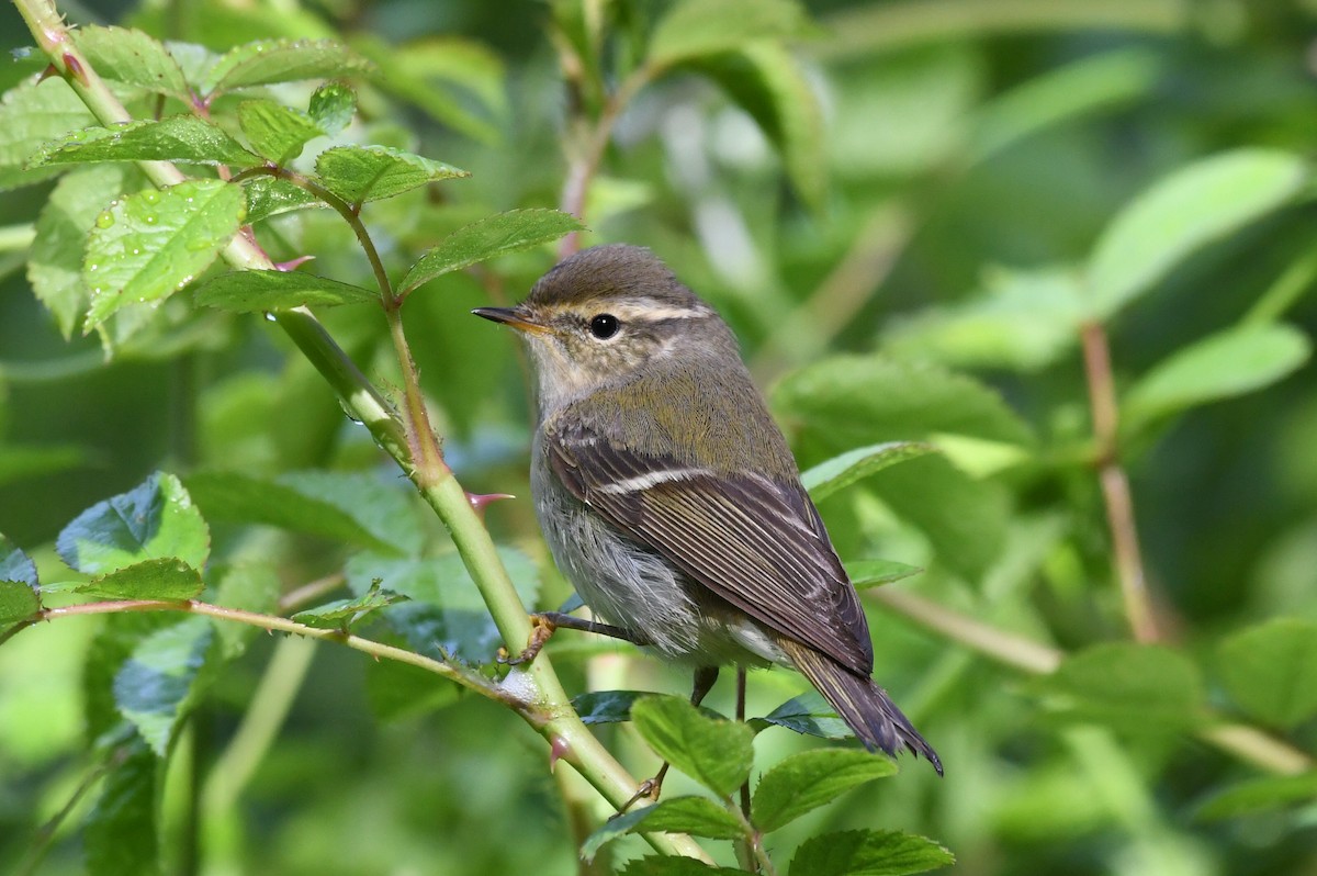 Mosquitero Bilistado - ML619073723