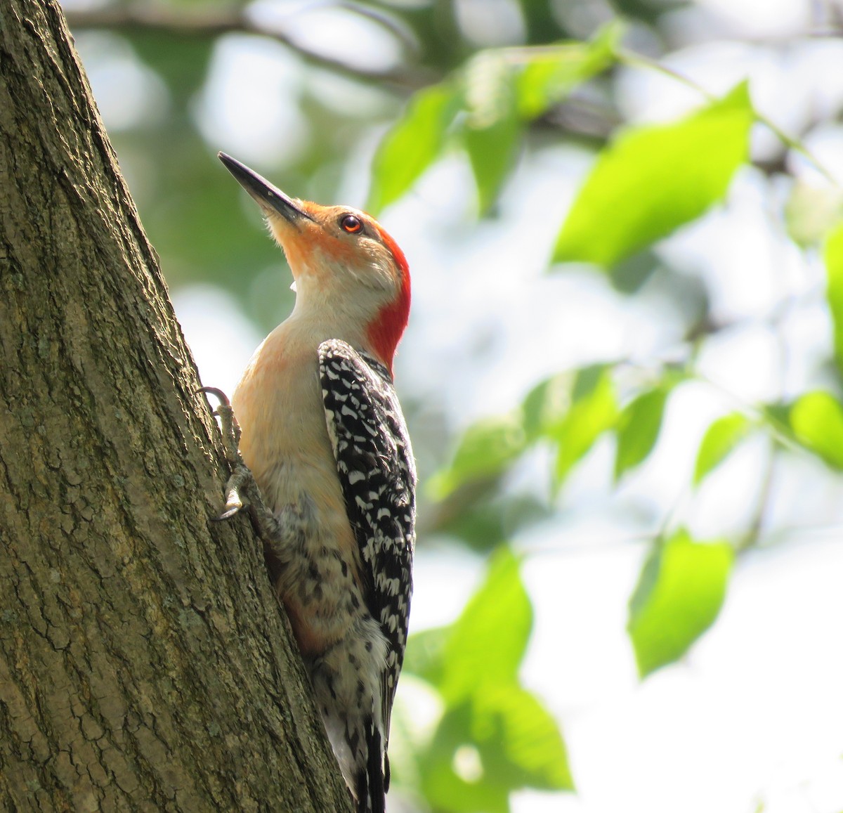 Red-bellied Woodpecker - Amy Didion