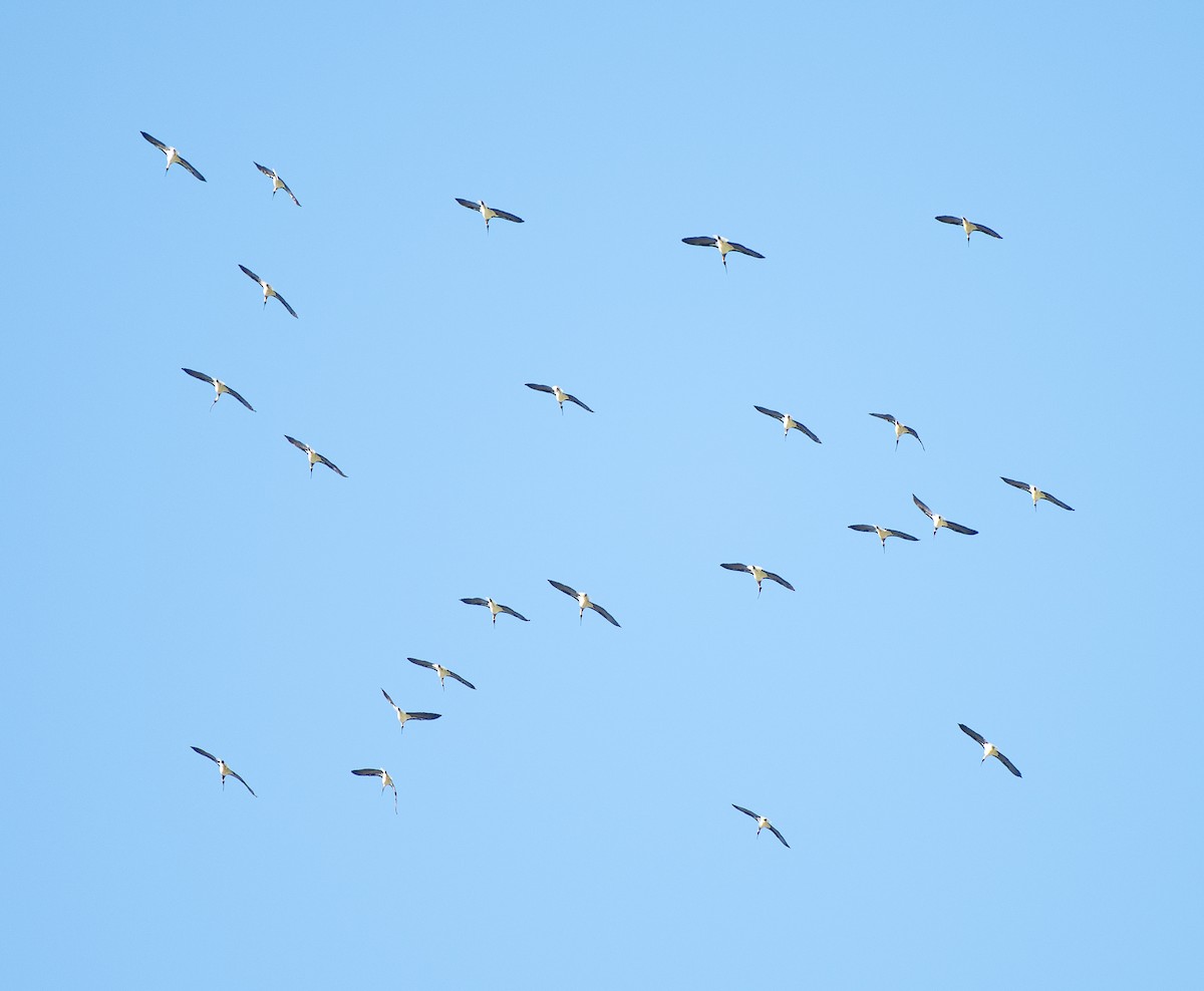 Straw-necked Ibis - Tania Splawa-Neyman