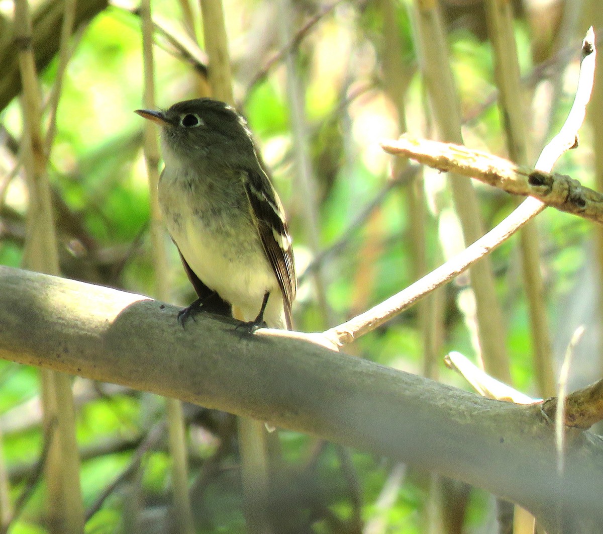 チビメジロハエトリ - ML619073739