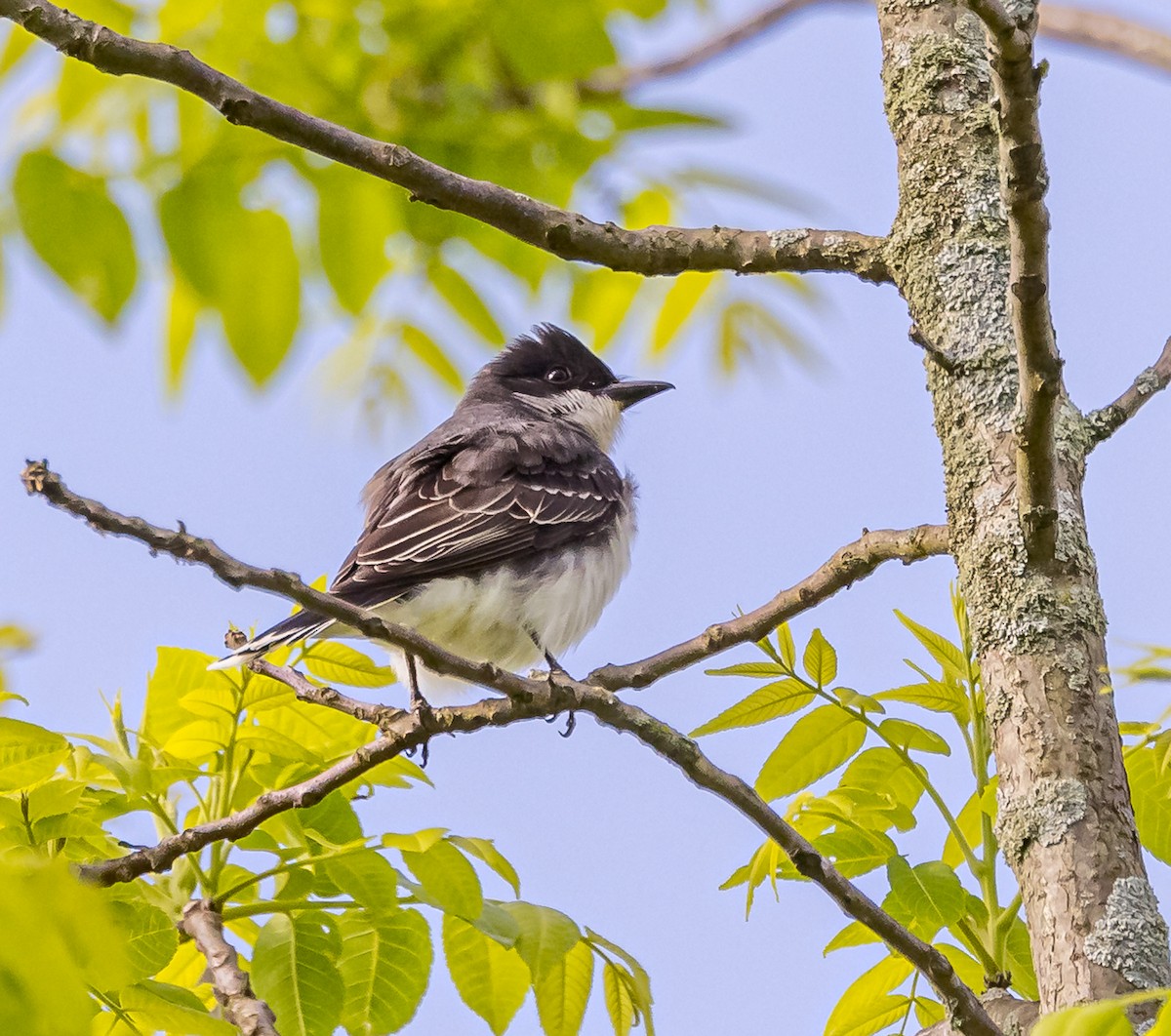 Eastern Kingbird - Mike Murphy