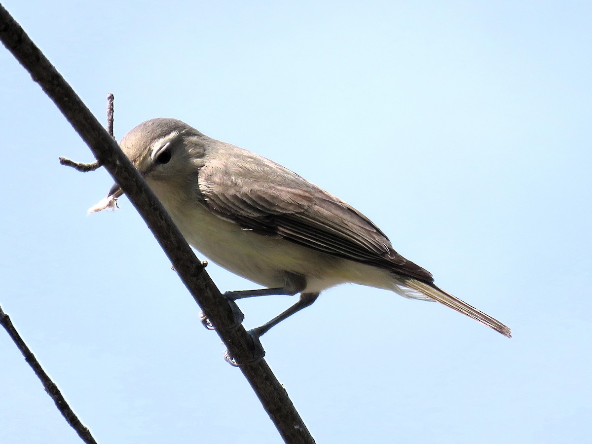 Warbling Vireo - Amy Didion